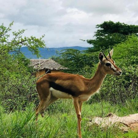Oldonyo Orok Lodge Kajiado Dış mekan fotoğraf
