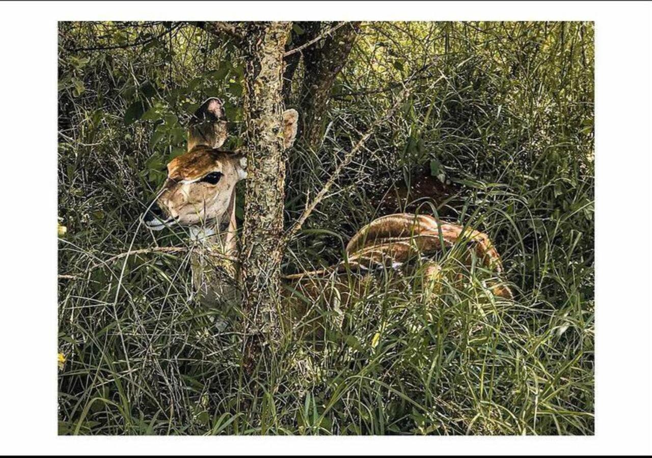 Oldonyo Orok Lodge Kajiado Dış mekan fotoğraf