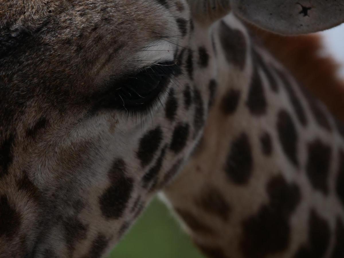 Oldonyo Orok Lodge Kajiado Dış mekan fotoğraf
